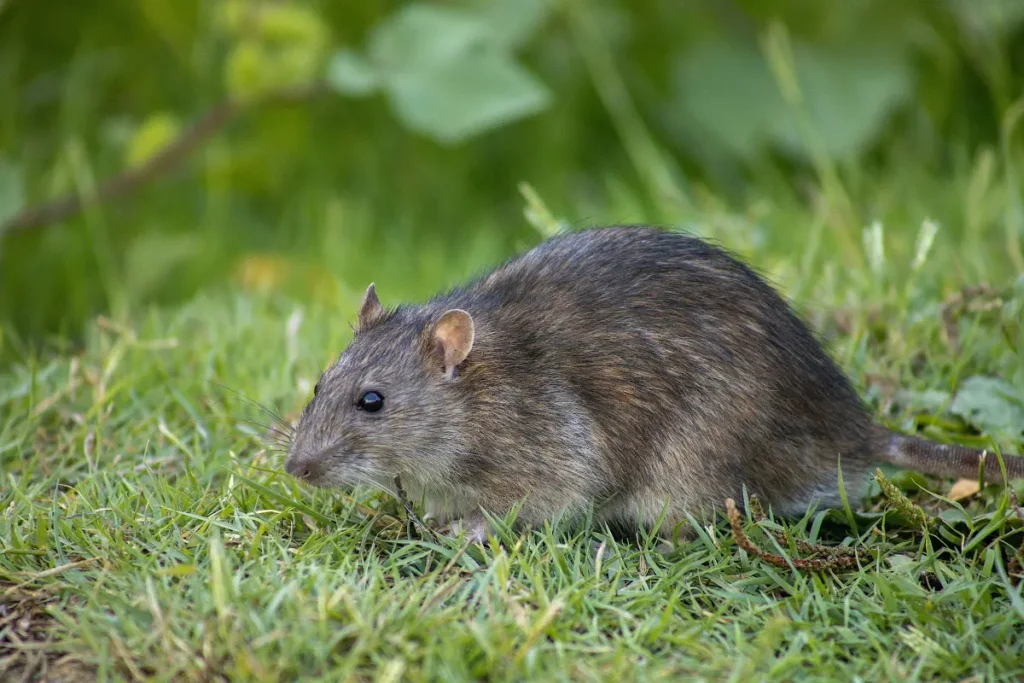 photo of a rat in the grass